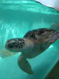 仙台うみの杜水族館に投稿された画像（2024/5/5）