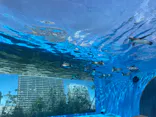 サンシャイン水族館に投稿された画像（2024/5/5）