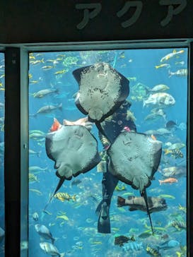 下田海中水族館に投稿された画像（2024/5/5）