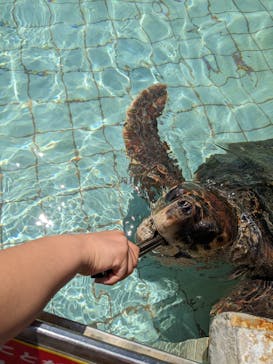 下田海中水族館に投稿された画像（2024/5/5）