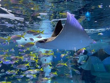 AQUARIUM × ART　atoa×felissimo chocolate museum（フェリシモ チョコレート ミュージアム）に投稿された画像（2024/5/5）