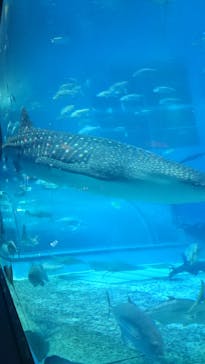 沖縄美ら海水族館に投稿された画像（2024/5/5）