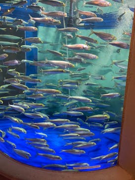 しながわ水族館に投稿された画像（2024/5/5）