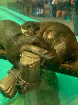 しながわ水族館に投稿された画像（2024/5/5）