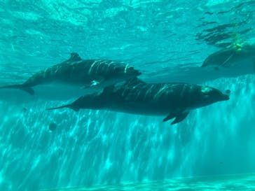しながわ水族館に投稿された画像（2024/5/5）