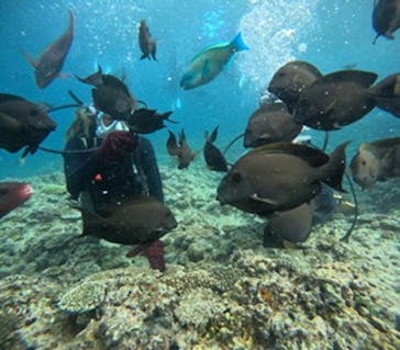 沖縄マリンサービス碧に投稿された画像（2024/5/5）