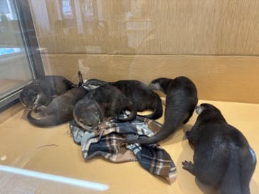 カワウソカフェ®️HARRY浅草店に投稿された画像（2024/5/5）