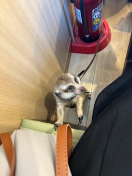 カワウソカフェ®️HARRY浅草店に投稿された画像（2024/5/5）