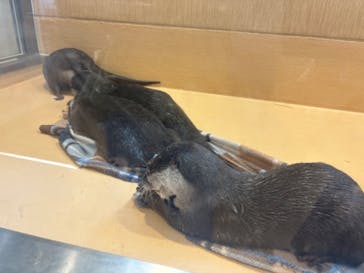 カワウソカフェ®️HARRY浅草店に投稿された画像（2024/5/5）