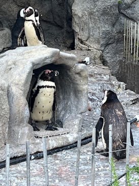 サンシャイン水族館に投稿された画像（2024/5/5）