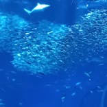 アクアワールド茨城県大洗水族館に投稿された画像（2024/5/5）