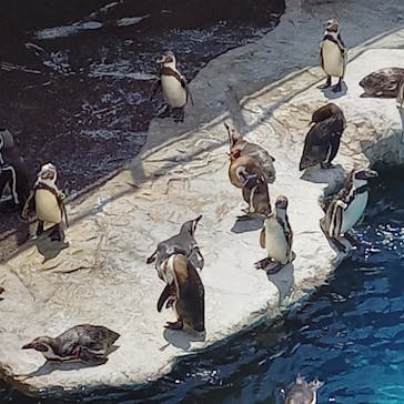 アクアワールド茨城県大洗水族館に投稿された画像（2024/5/5）