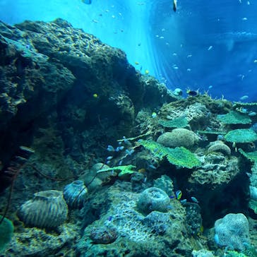アクアワールド茨城県大洗水族館に投稿された画像（2024/5/5）