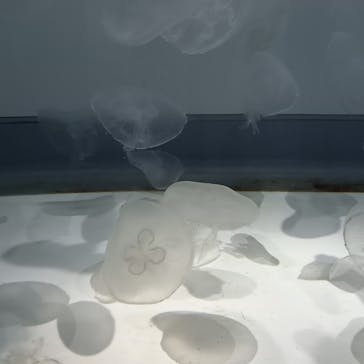 アクアワールド茨城県大洗水族館に投稿された画像（2024/5/5）