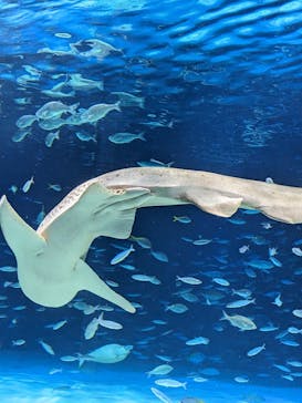 サンシャイン水族館に投稿された画像（2024/5/5）