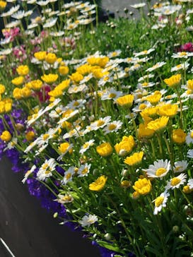 浜名湖花博2024に投稿された画像（2024/5/5）