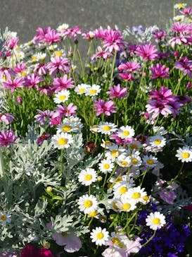 浜名湖花博2024に投稿された画像（2024/5/5）