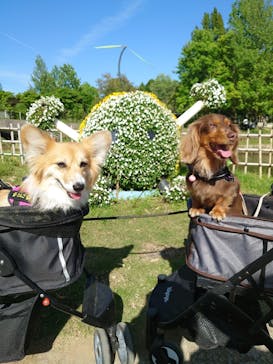 浜名湖花博2024に投稿された画像（2024/5/5）