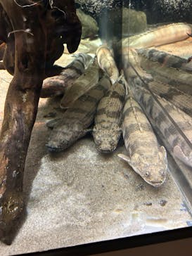 カワスイ 川崎⽔族館に投稿された画像（2024/5/5）