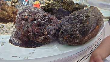 NIFREL（ニフレル）に投稿された画像（2024/5/5）