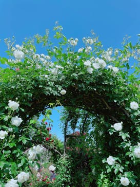 横浜イングリッシュガーデンに投稿された画像（2024/5/5）