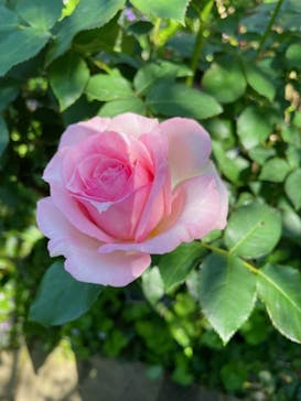 横浜イングリッシュガーデンに投稿された画像（2024/5/5）