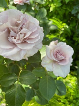 横浜イングリッシュガーデンに投稿された画像（2024/5/5）