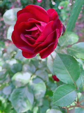 横浜イングリッシュガーデンに投稿された画像（2024/5/5）