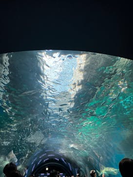 マクセル アクアパーク品川に投稿された画像（2024/5/5）