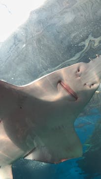 マクセル アクアパーク品川に投稿された画像（2024/5/5）