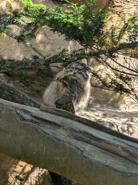 那須どうぶつ王国に投稿された画像（2024/5/5）
