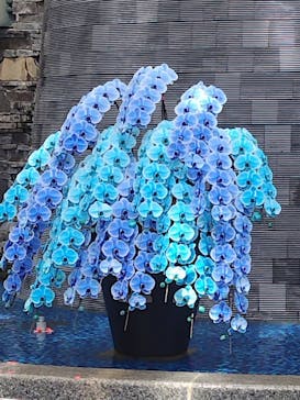 浜名湖花博2024に投稿された画像（2024/5/5）