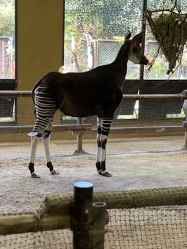 よこはま動物園ズーラシアに投稿された画像（2024/5/5）