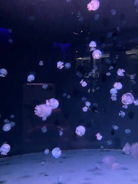 京都水族館に投稿された画像（2024/5/5）