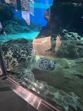 名古屋港水族館に投稿された画像（2024/5/5）