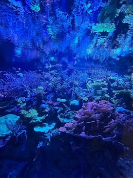 名古屋港水族館に投稿された画像（2024/5/5）