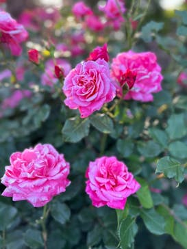 浜名湖花博2024に投稿された画像（2024/5/5）