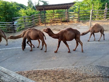 群馬サファリパークに投稿された画像（2024/5/5）