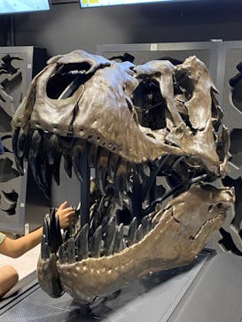 福井県立恐竜博物館に投稿された画像（2024/5/5）