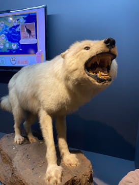 特別展「大哺乳類展３－わけてつなげて大行進」に投稿された画像（2024/5/5）