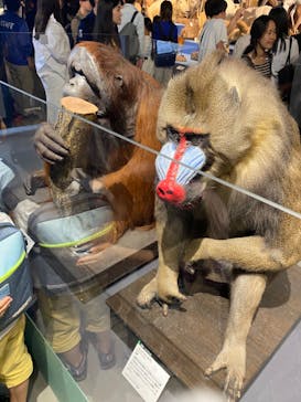 特別展「大哺乳類展３－わけてつなげて大行進」に投稿された画像（2024/5/5）