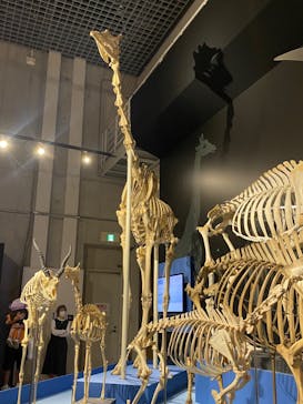特別展「大哺乳類展３－わけてつなげて大行進」に投稿された画像（2024/5/5）