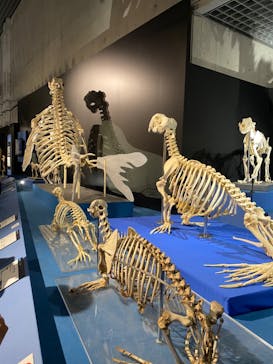 特別展「大哺乳類展３－わけてつなげて大行進」に投稿された画像（2024/5/5）