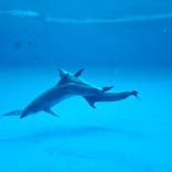 アクアワールド茨城県大洗水族館に投稿された画像（2024/5/5）