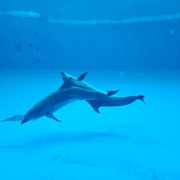 アクアワールド茨城県大洗水族館に投稿された画像（2024/5/5）