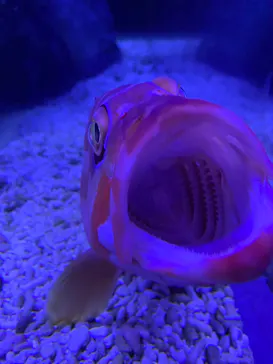 すみだ水族館に投稿された画像（2024/5/5）