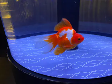 すみだ水族館に投稿された画像（2024/5/5）