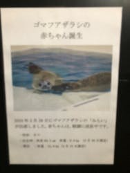 新江ノ島水族館に投稿された画像（2024/5/5）