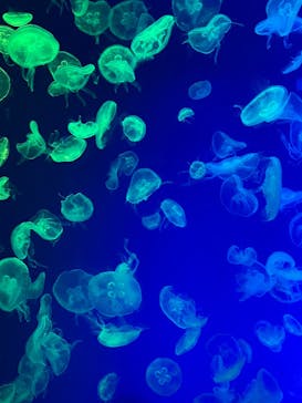 名古屋港水族館に投稿された画像（2024/5/5）