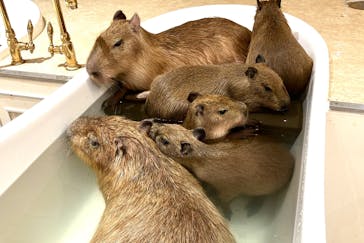 アニタッチららぽーと名古屋みなとアクルスに投稿された画像（2024/5/5）